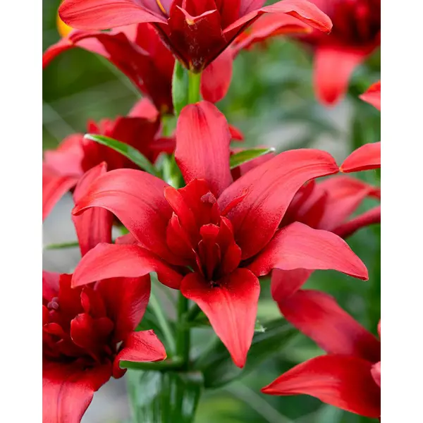 Лилия азиатская махровая Балд Игл луковицы 16/18