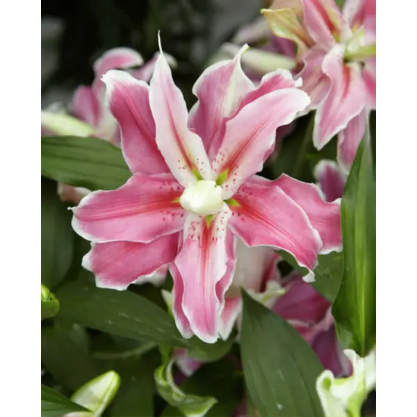 Лилия восточная махровая Дистант Драм луковицы 12/14