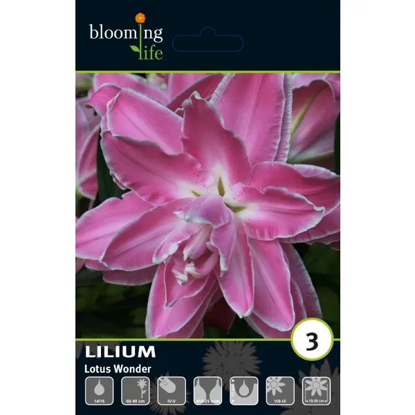 Лилия восточная махровая Лотус Вандер луковицы 14/16