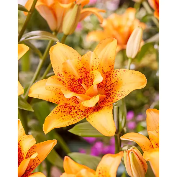 Лилия азиатская махровая Дабл Лав луковицы 12/14