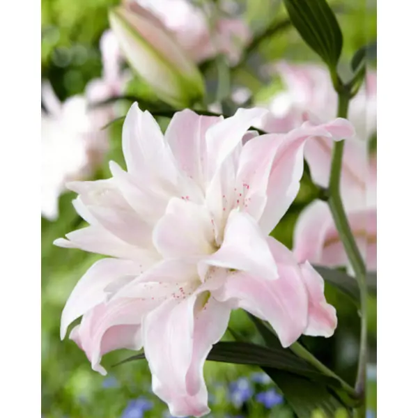 Лилия восточная махровая Лотус Куин луковицы 12/14