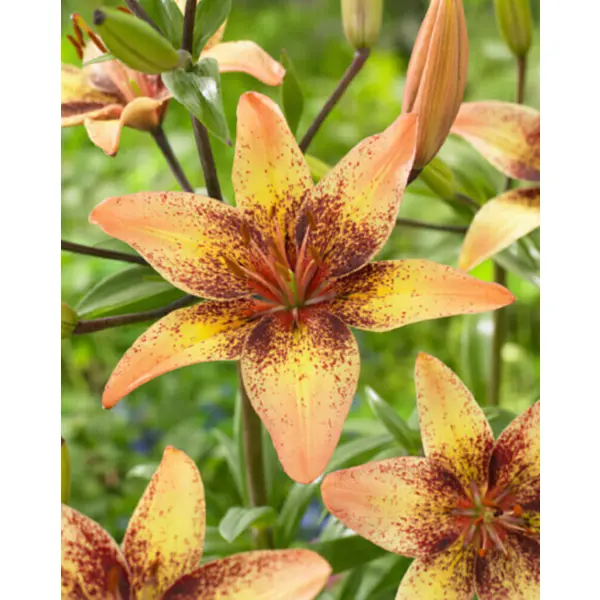 Лилия азиатская Трайбл Денс луковицы 12/14