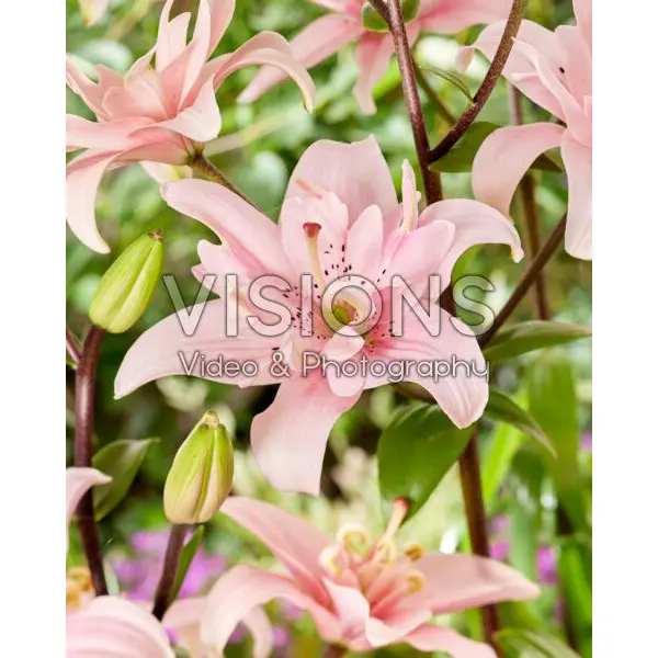 Лилия азиатская Махровая Томос Элоди