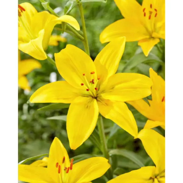 Лилия азиатская Рапид желтая луковицы 12/14