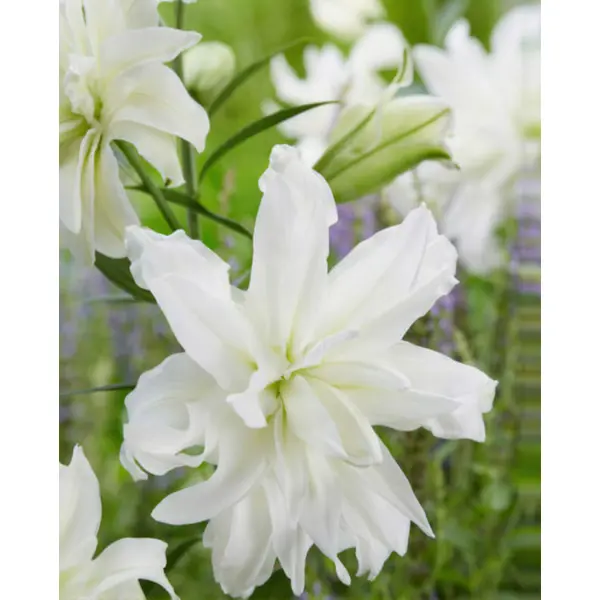 Лилия восточная махровая Лотус Айс луковицы 12/14