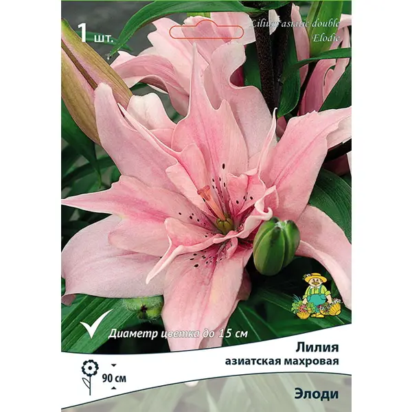 Лилия азиатская махровая Элоди луковица 14/16 1 шт