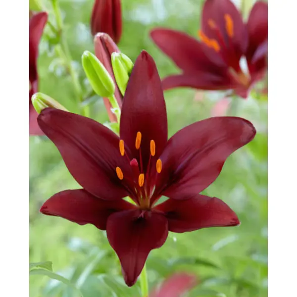 Лилия азиатская Дарк Секрет луковицы 12/14