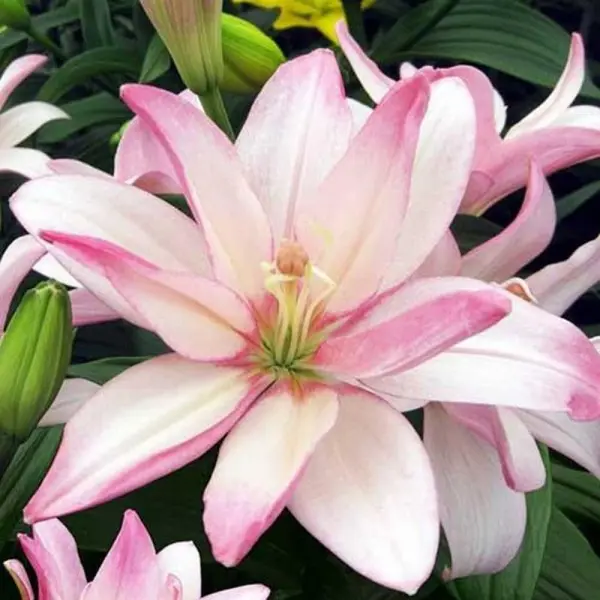 Лилия азиатская махровая Бентли 120 мм