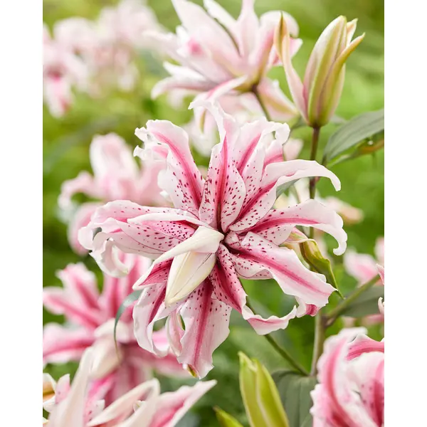 Лилия восточная махровая Мэджик Стар луковицы 12/14