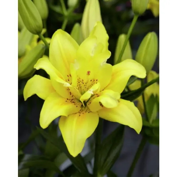 Лилия азиатская махровая Фата Моргана луковицы 12/14