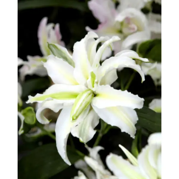 Лилия восточная махровая Полар Стар луковицы 12/14