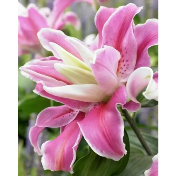 Лилия восточная махровая Лилак Клауд луковицы 12/14