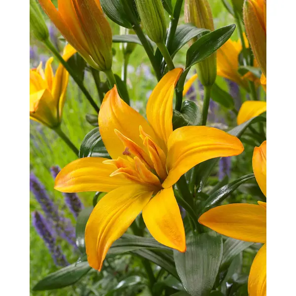 Лилия азиатская махровая Голд Твин луковицы 12/14