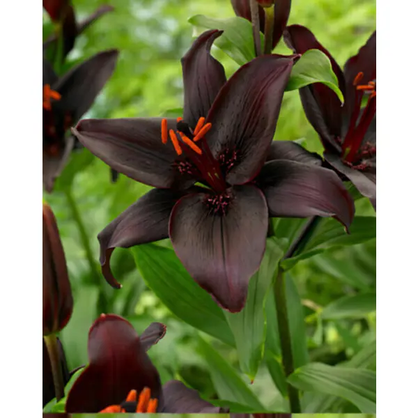 Лилия азиатская Сикрит Кисс луковицы 12/14