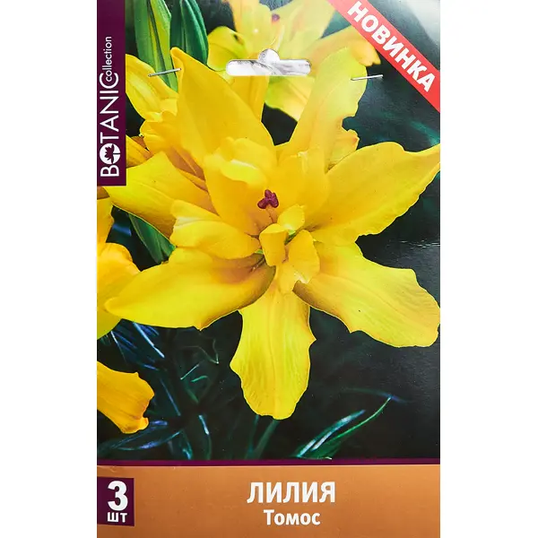 Лилия азиатская махровая Томос 120 мм