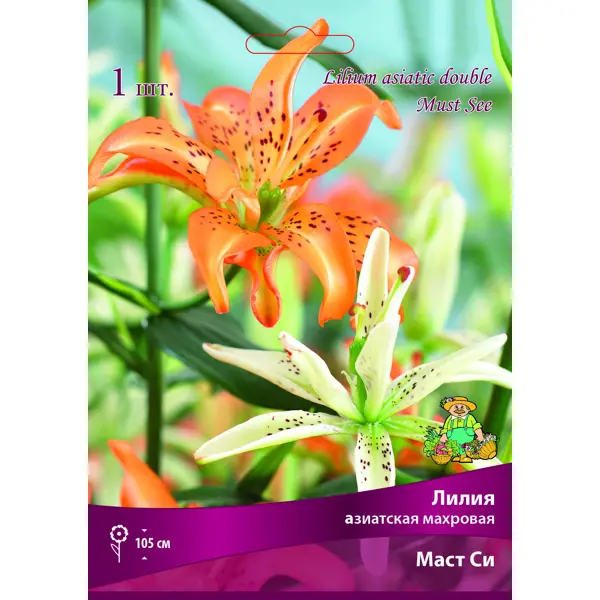 Лилия азиатская махровая «Маст Си» размер луковицы 14/16