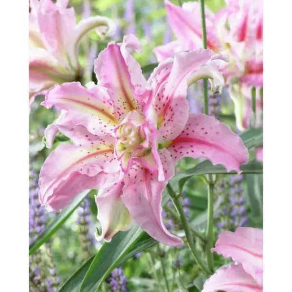 Лилия восточная махровая Брокен Харт луковицы 12/14