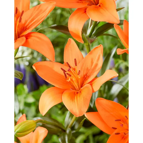 Лилия азиатская Оранж Саммер луковицы 12/14